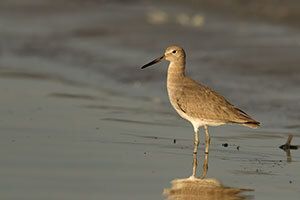 Willet