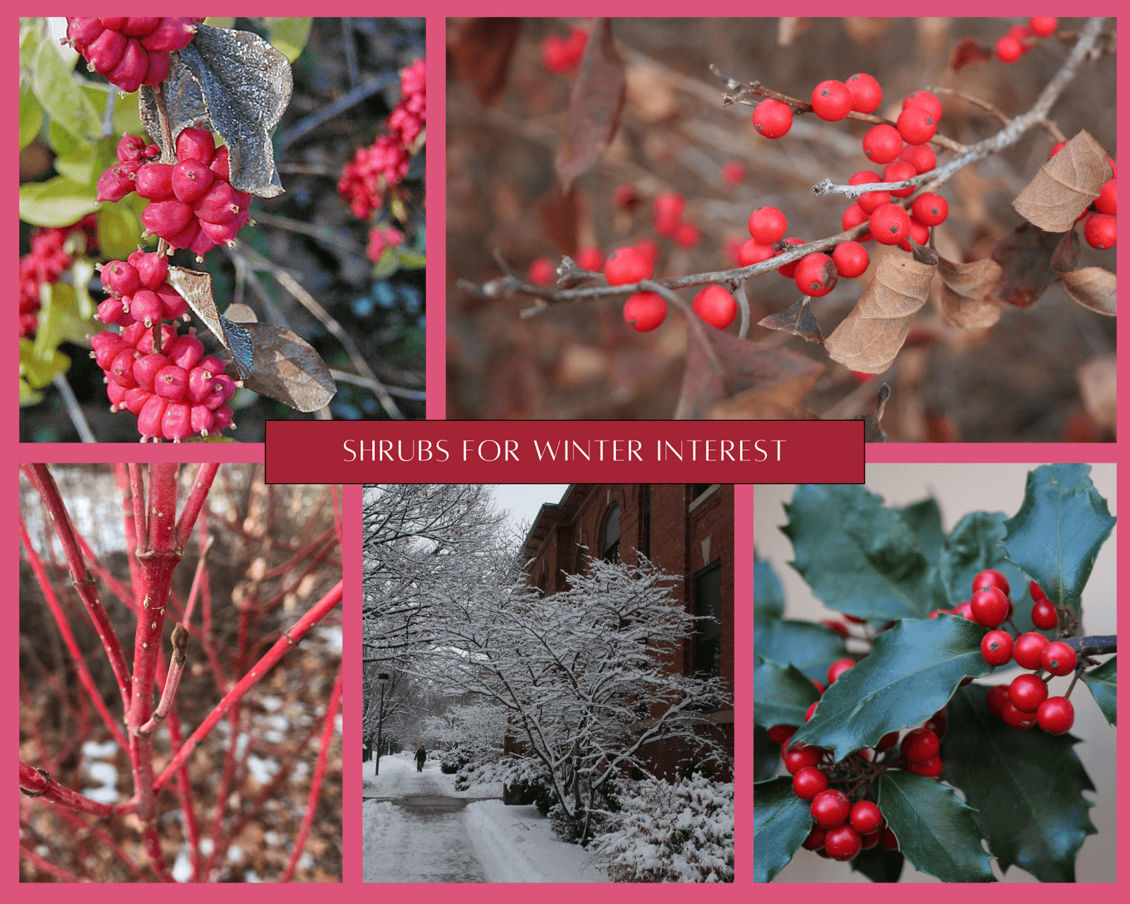 Five Shrubs for Winter Interest The Canopy Blog Resources & Events