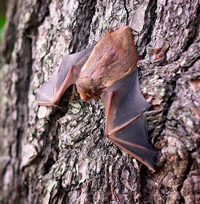 Bats of Houston | Programs | Houston Audubon