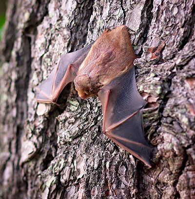 cute brown bats