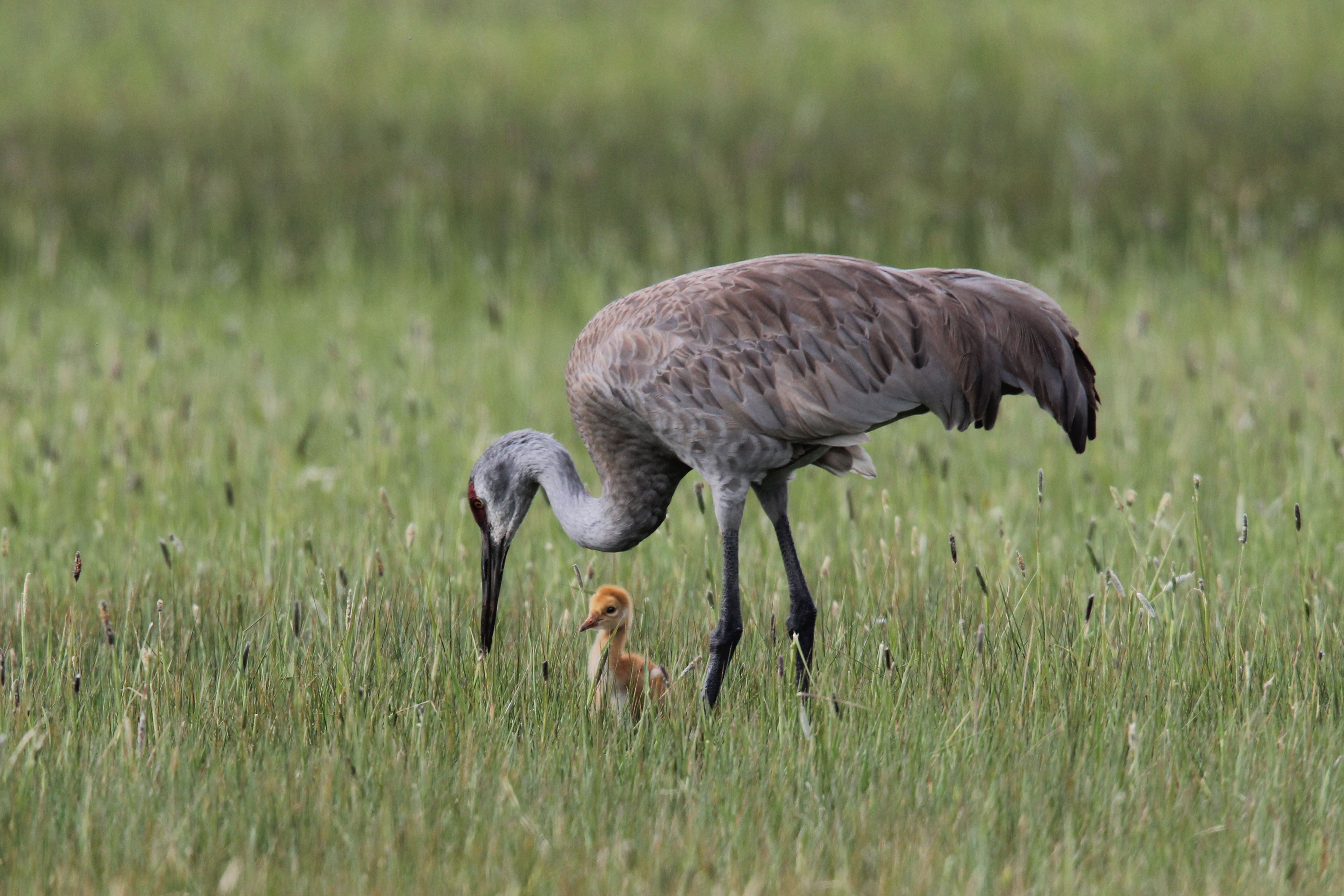 New Chapter Begins for Malheur National Wildlife Refuge