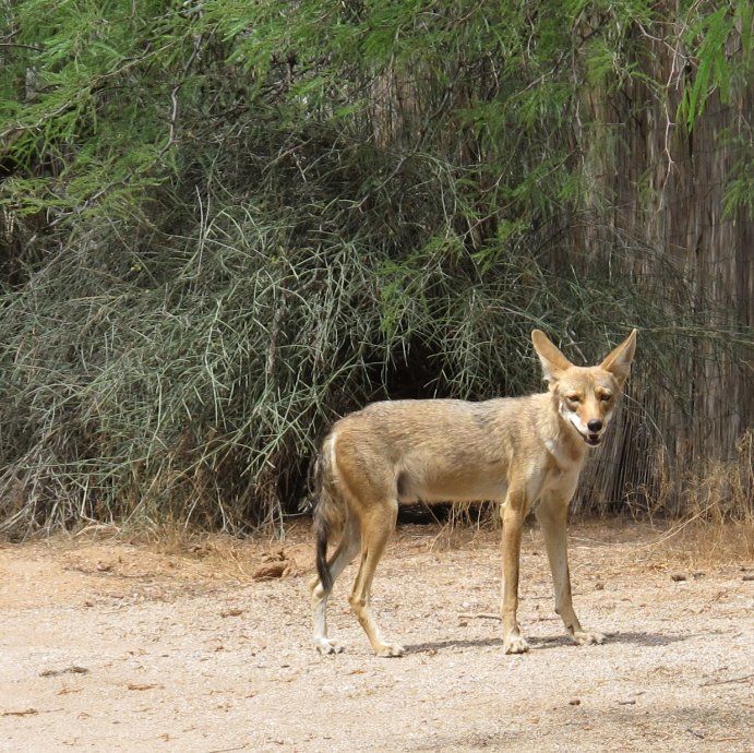 will coyotes eat dogs