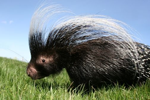 African Crested Porcupine | BRIDGET