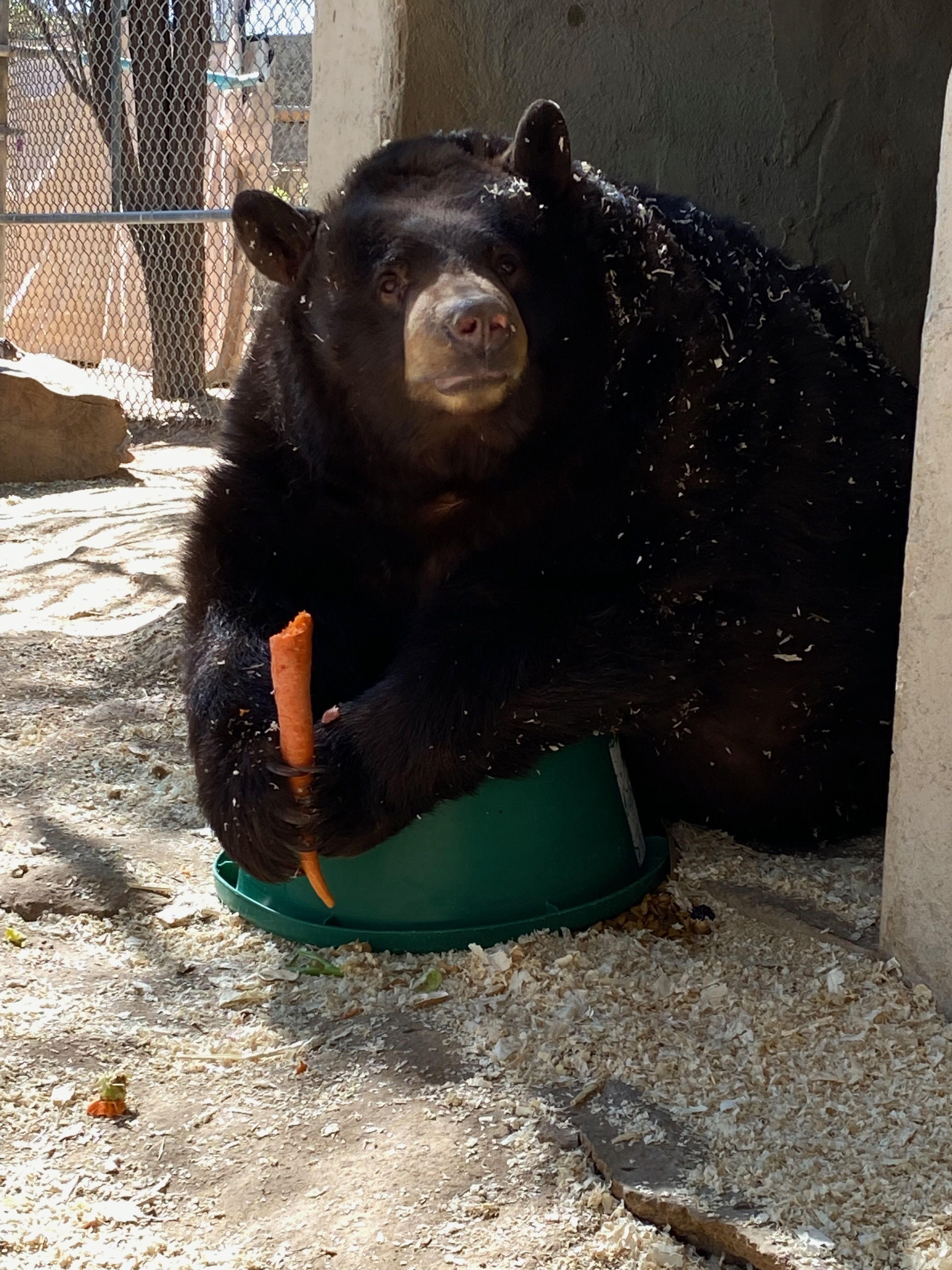 Tahoe the Black Bear sits inside her den, leaning onto her big green bear-sized food bowl. She daintily holds a ripe, orange carrot in her paws as if it were a popsicle or a bouquet of flowers. She looks straight into the camera with delight at her snack.
