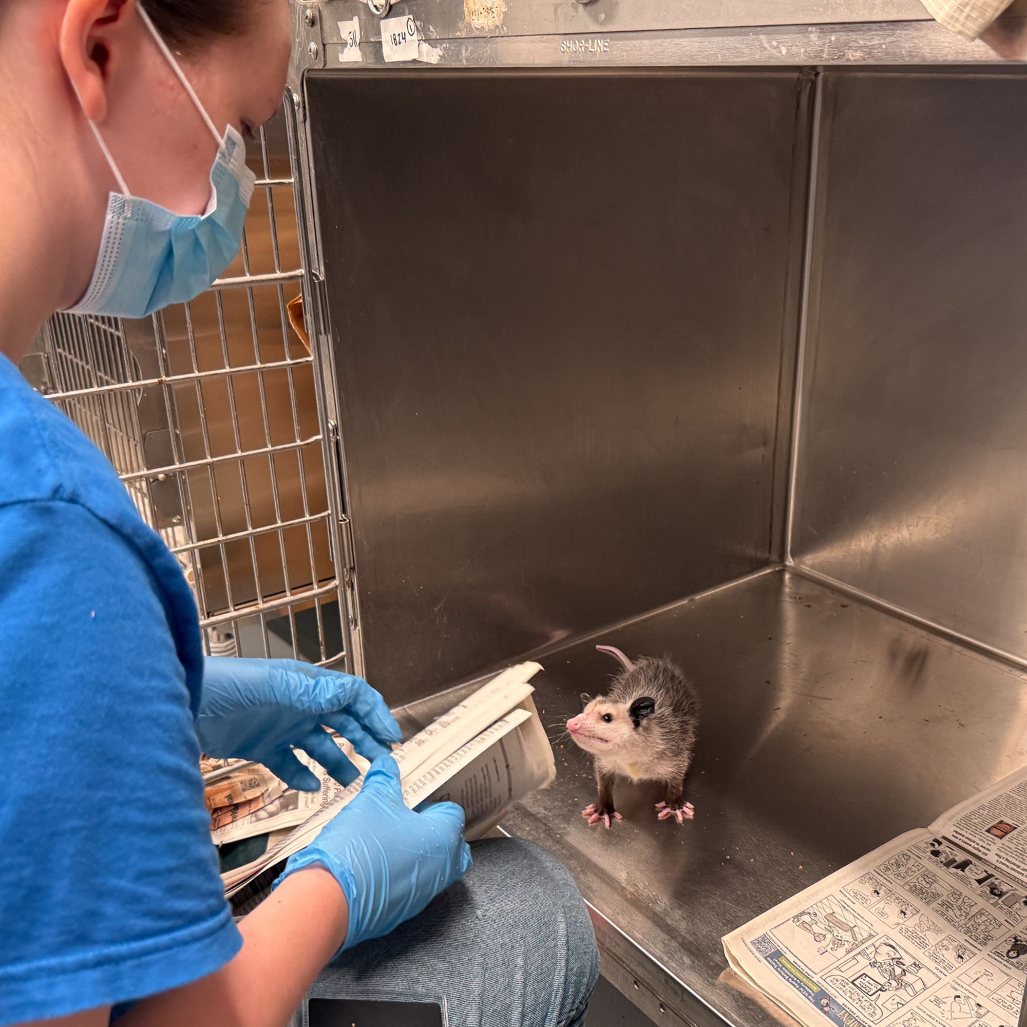 Mammal Nursery Cleaning