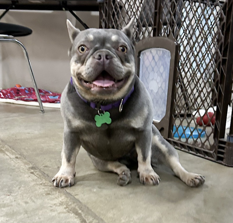 River - ADOPTION PENDING