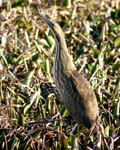 American Bittern