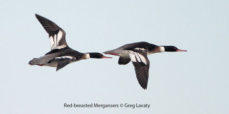 Red-breasted Mergansers