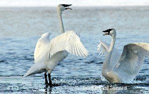 The Trumpeter Swan Society provided the best swan science expertise for swan restoration and management programs
