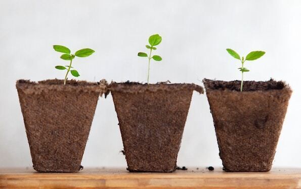 Sideview photo of three seedlings side by side, each centered in their own square peat pot. The background is light grey, the peat pots are an earthy brown with ragged top edges, and the seedlings are vivid green.