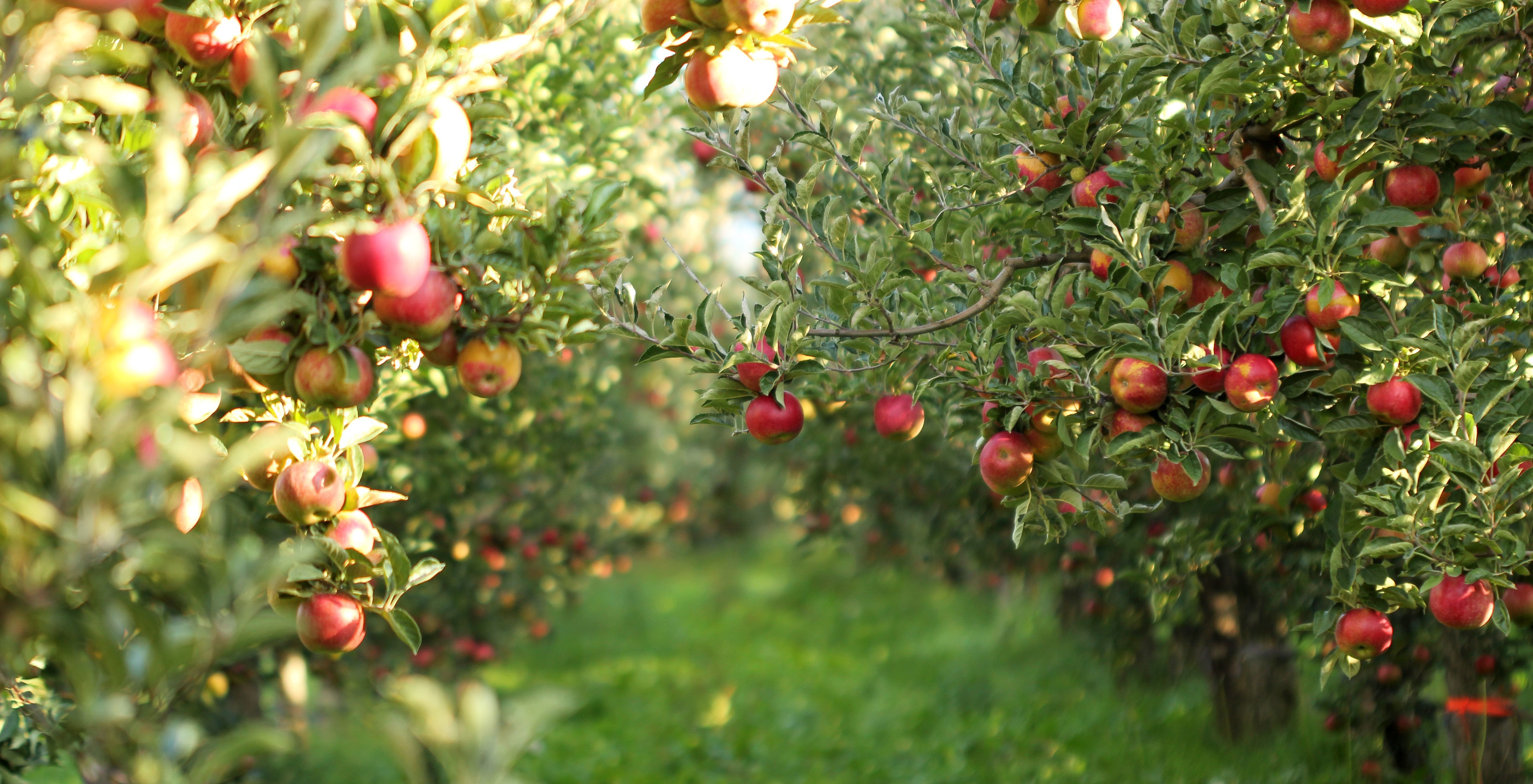 Image of an apple orchard