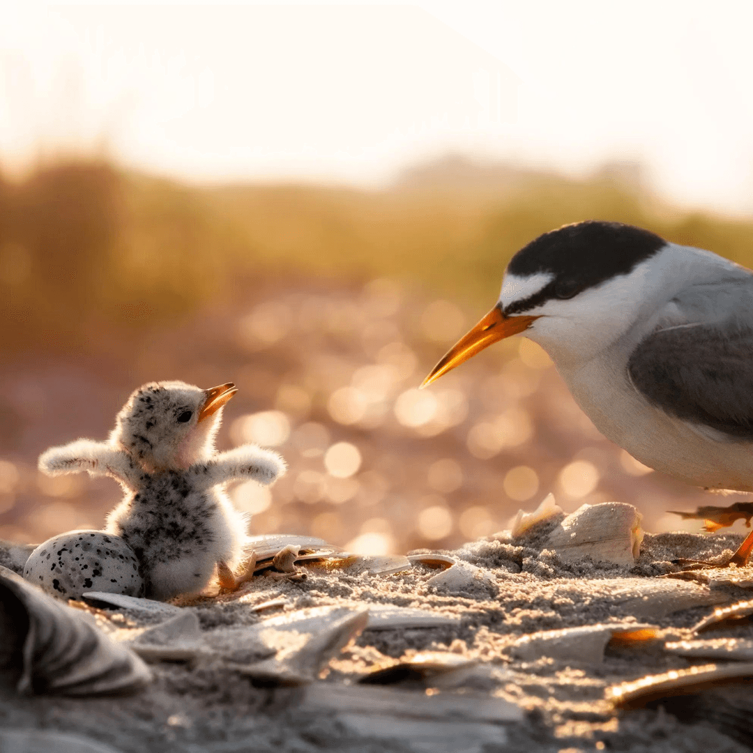 California Least Tern