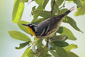 Yellow-throated Warbler