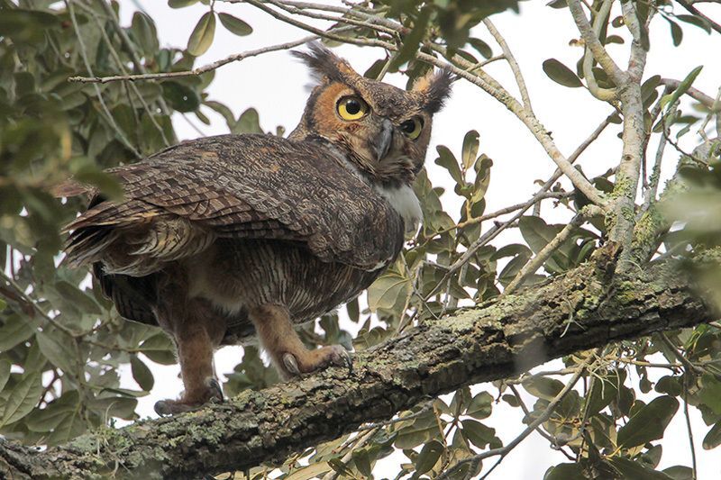 Great Horned Owl