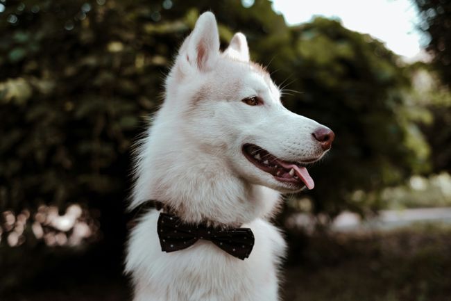 A white husky wearing a black bowtie.