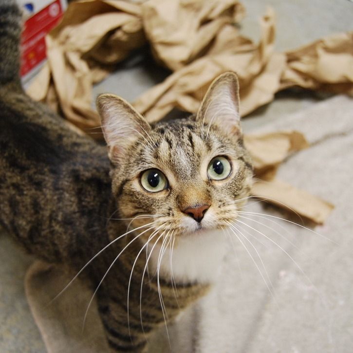 We're at Cat-pacity, So All Adult Cats Are 50% Off!