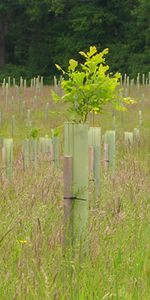 Tree Tube and Wood Stake (4')*