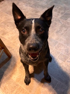 Freckles - ADOPTED