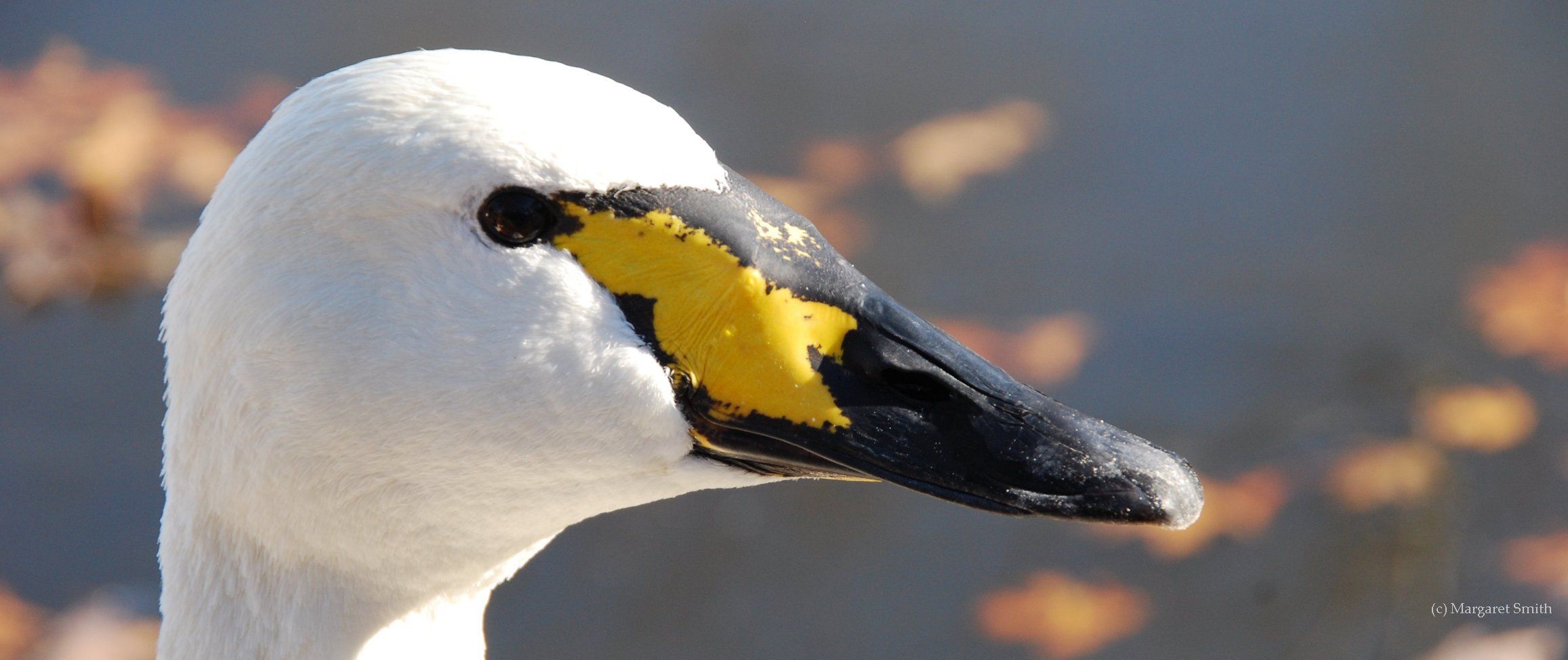 Check out our International Swan Links for information about the world's seven swan species