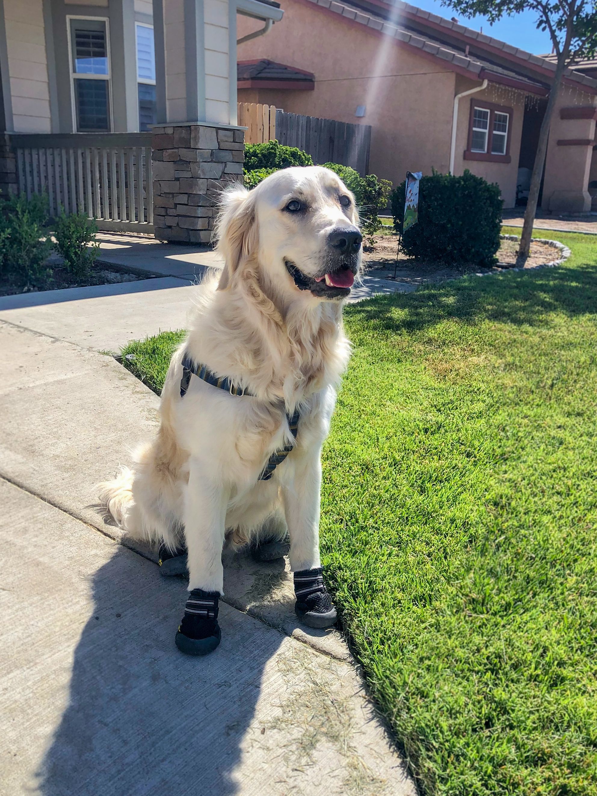 New Life K9s service dog, Zach wearing his boots.