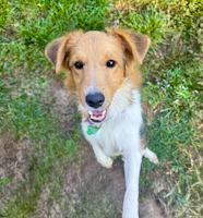 Josie