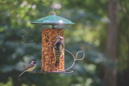 Seed Cylinder Feeder