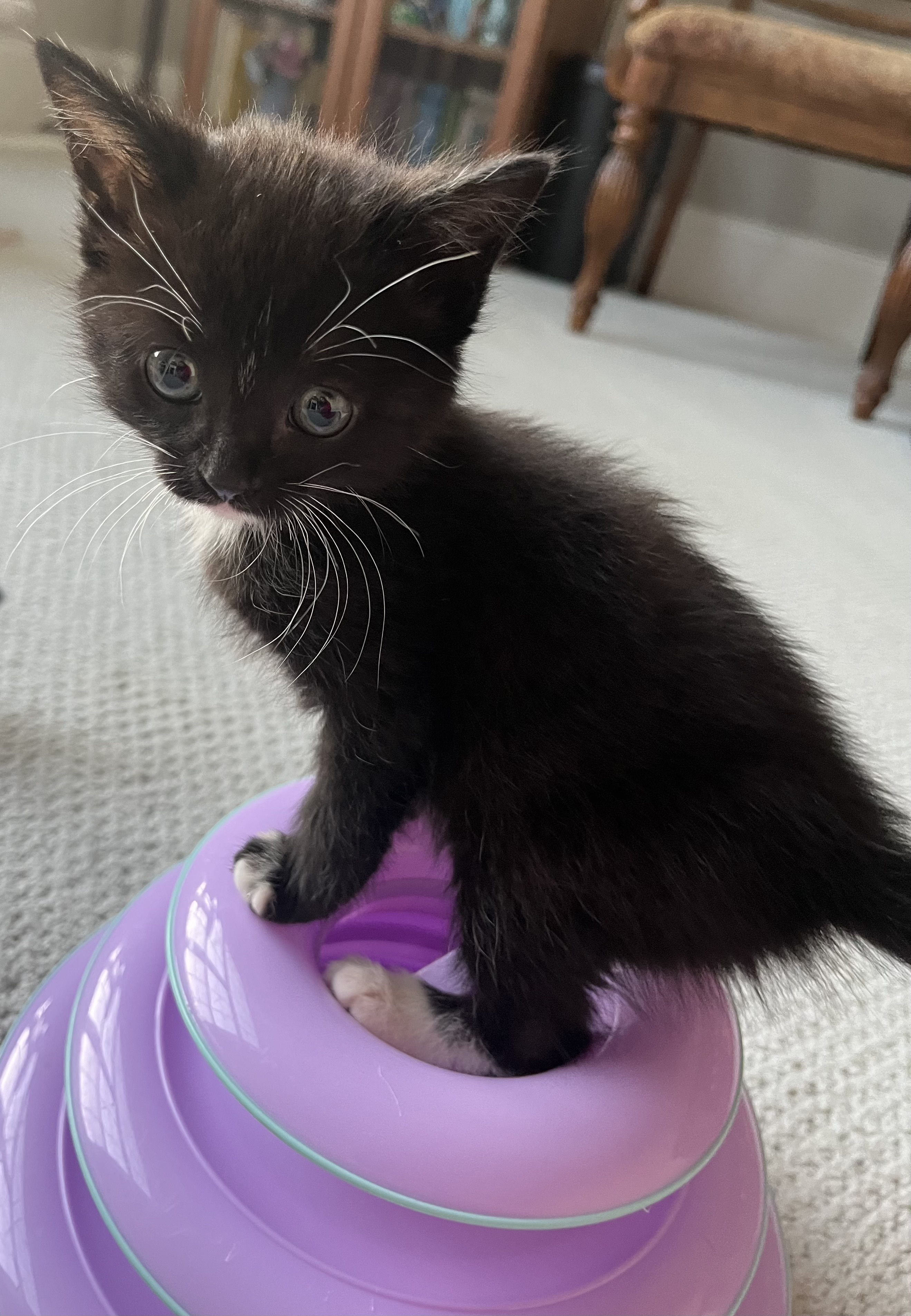 Acorn - ADOPTION PENDING