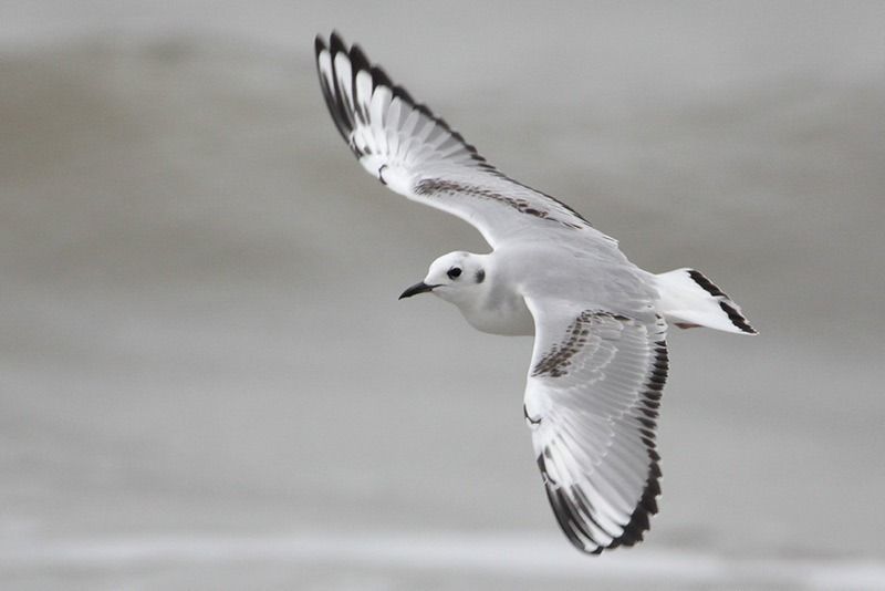 Bonaparte’s Gull