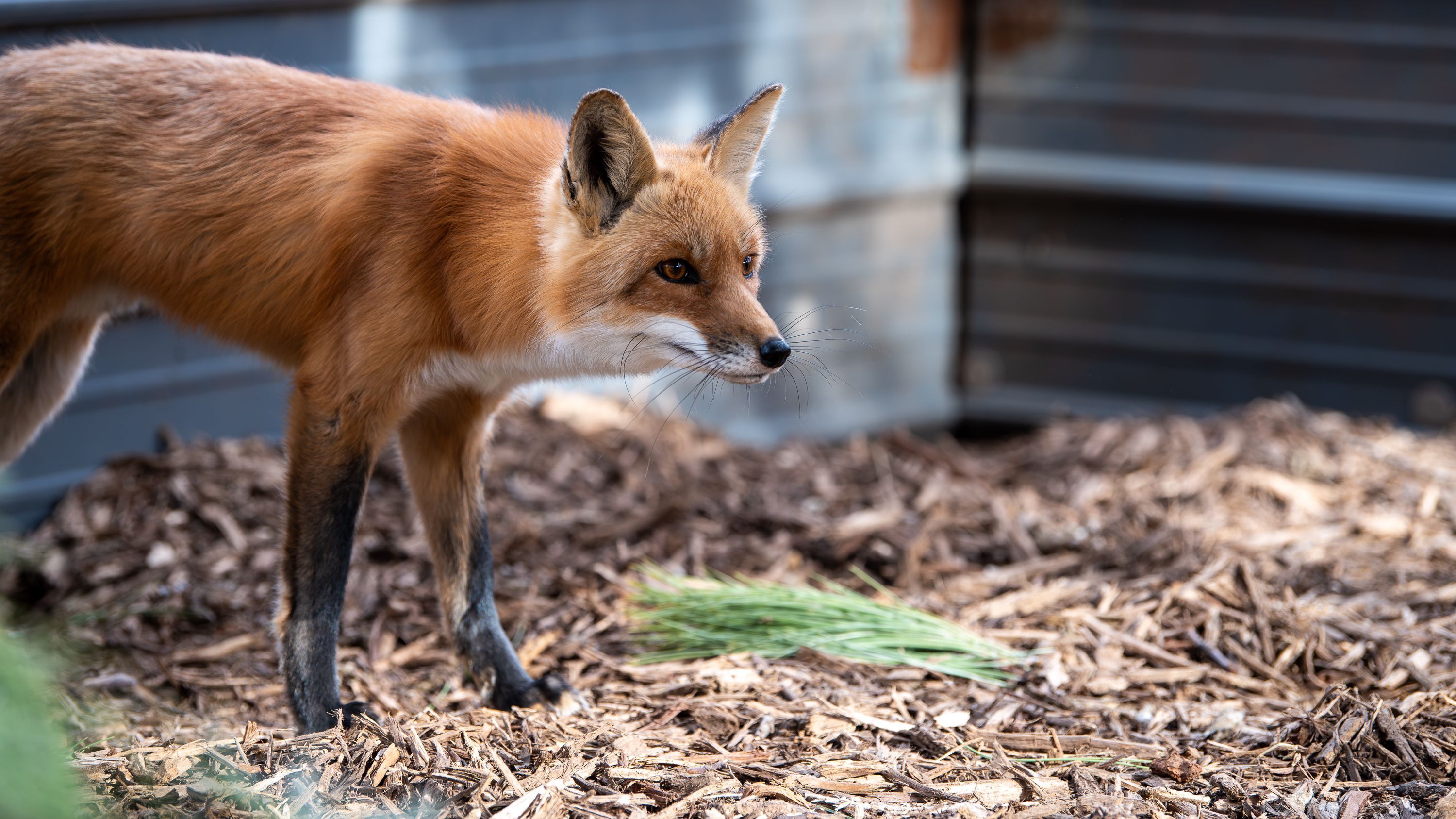 Orphaned baby racoon