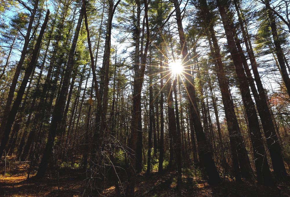 The Fight to Protect Our Forests: Audubon Society of RI Supports the Rhode Island Woodland Preservation and Stewardship Act of 2019 By Todd McLeish; Environment Conservation, Education Advocacy