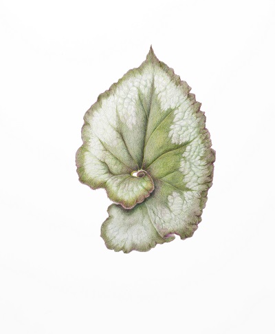 Adult Class: Advanced Drawing & Painting Botanicals with Colored Pencil (Session III)