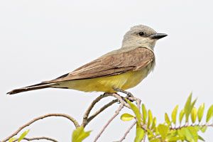 Western Kingbird