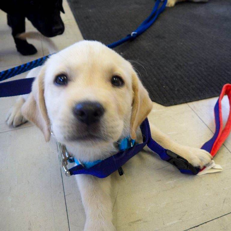 New Puppies at CTF South - July 2019