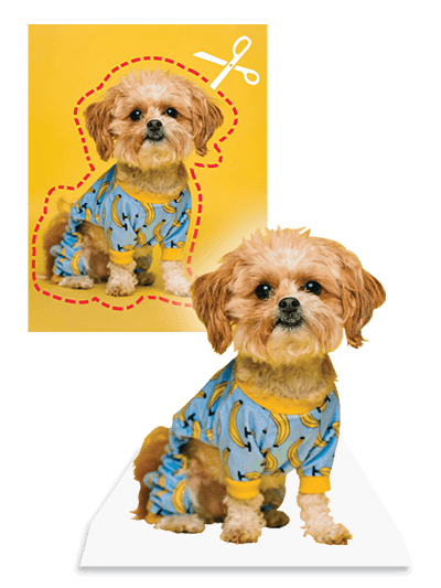 Small dog in banana print pajamas, cut out from background