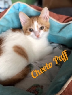 Cheeto Puff 31719