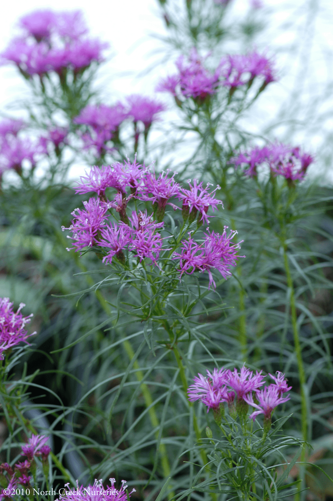 'Iron Butterfly' ironweed, Veronia lettermanii