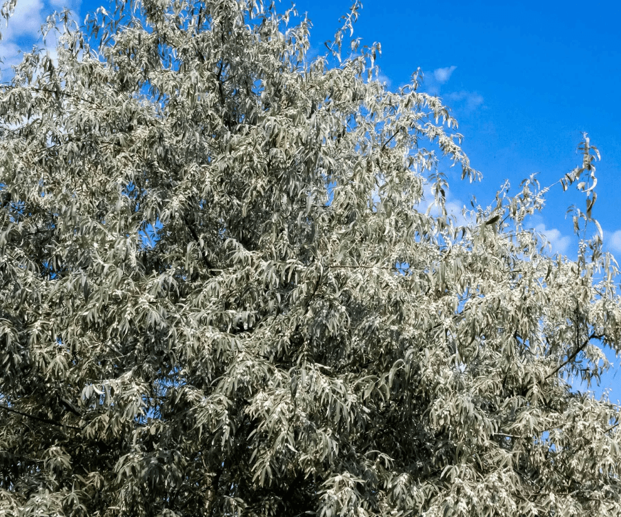 Russian Olive