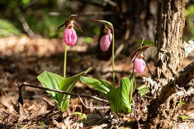 Native Orchids