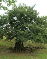 Trees