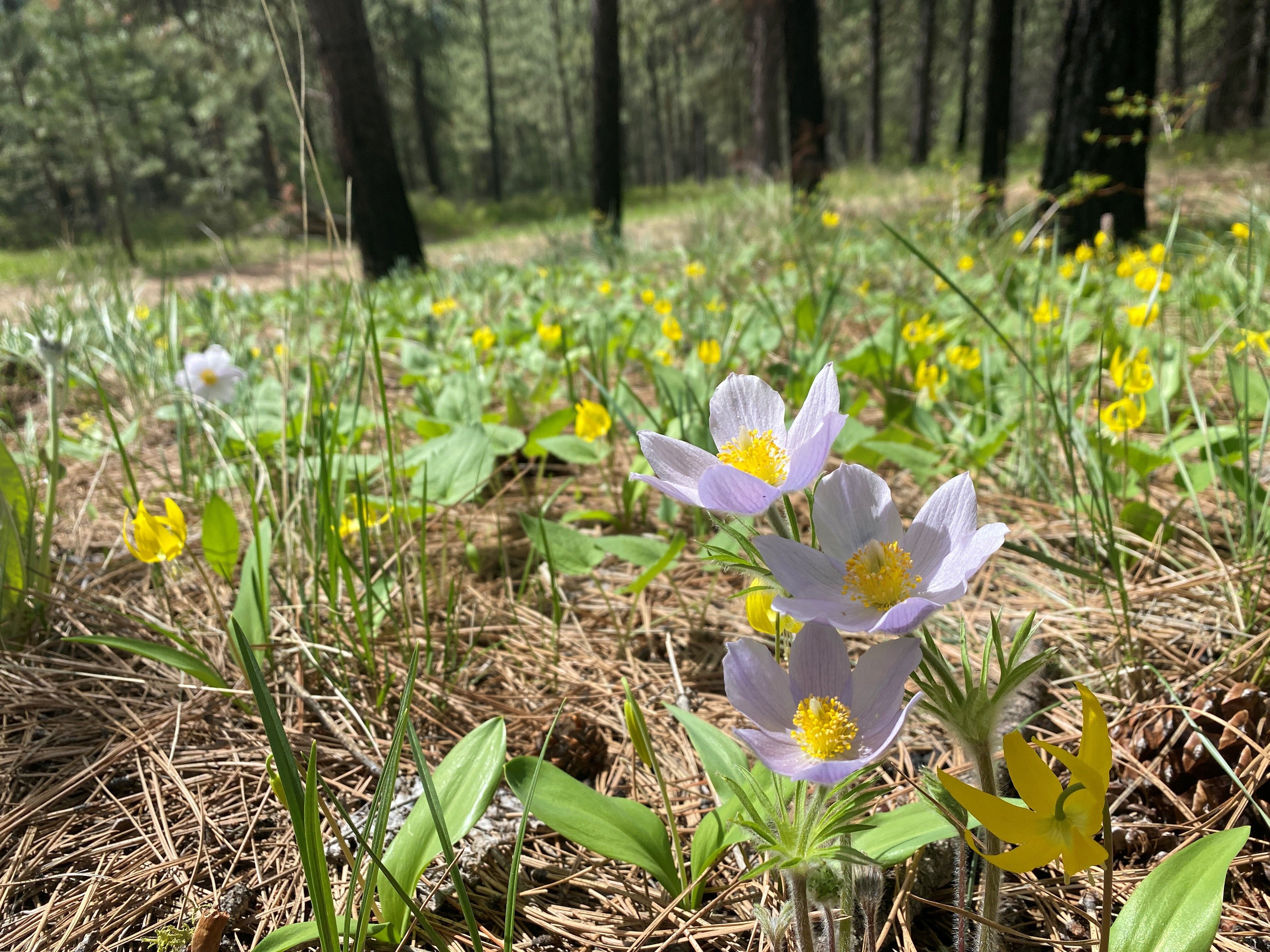 Healthy Acres Newsletter Spring 2026