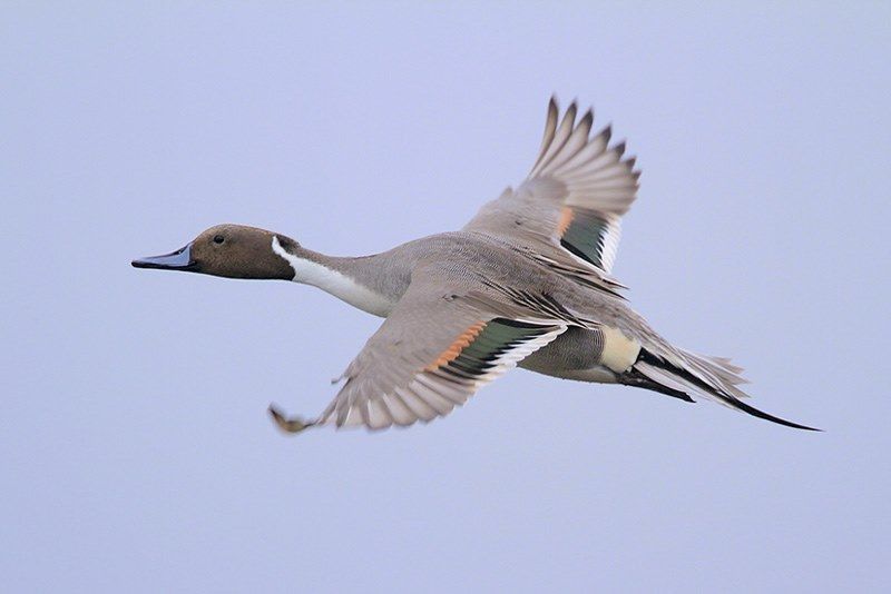 pintail flying