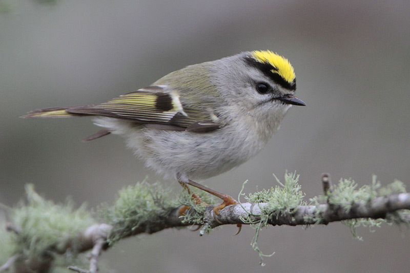 Golden-crowned Kinglet