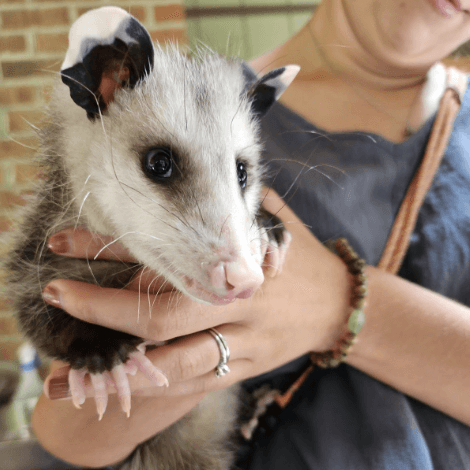A person holding a possum