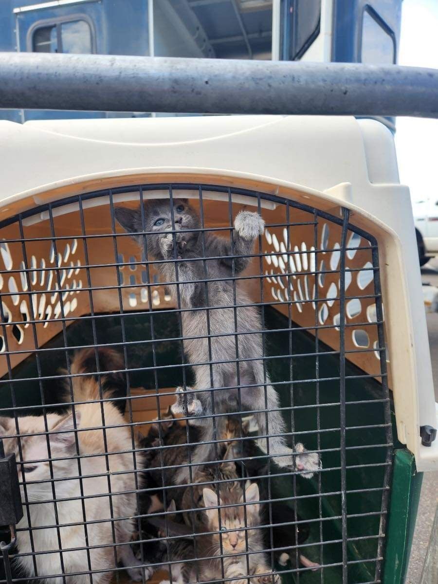 TCHS Takes in 90-Plus Cats Removed From Crosby Home