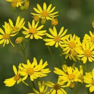 Golden Groundsel/Ragwort (Packera  aurea) 