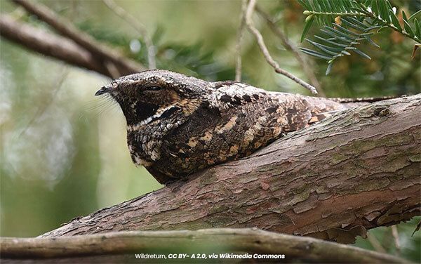 Eastern Whip-poor-will