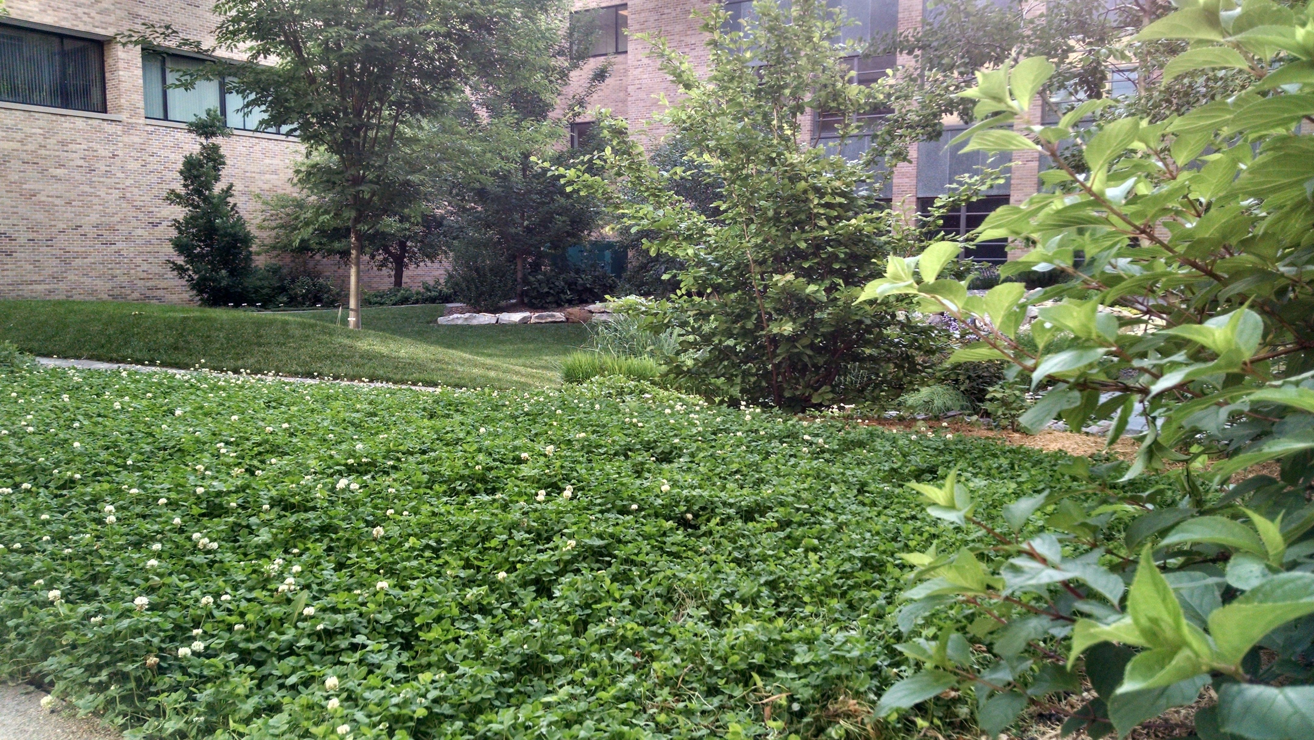 A polyculture lawn can include Dutch clover and other mowable, naturally occurring low-growing plants like violets and and trefoil. 