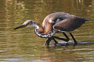 Tricolored Heron (juvenile)