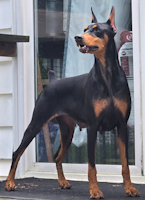 Luna - ADOPTED