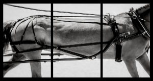 HORSESCAPES
